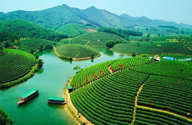 Chè xanh Thanh Chương: Từ đặc trưng của văn hóa ẩm thực xứ Nghệ đến cây kinh tế, du lịch mũi nhọn